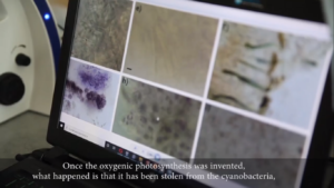 Microbiolites of Quintana Roo